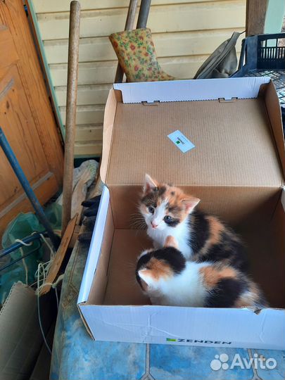 Котята в добрые руки бесплатно