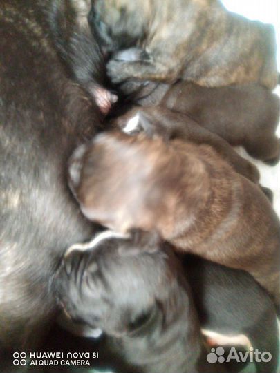 Французские бульдог щенки