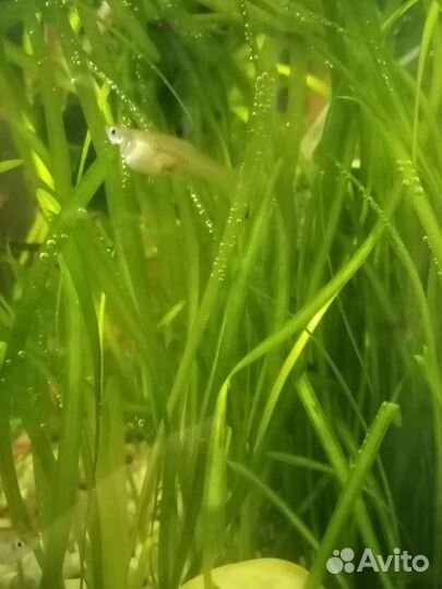 Аквариумные рыбки