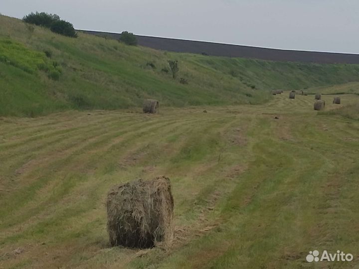 Продам сено в рулонах