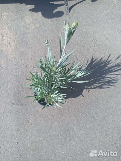 Гвоздика Дабл роуз