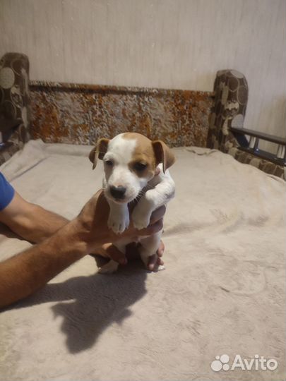 Щенки джек рассел терьер гладкошерстный
