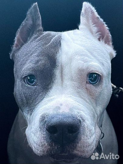 Собака Амстафф для фотосессий и съёмок