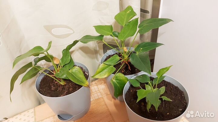 Саженцы антуриума