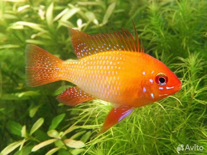 Аквариумные рыбки