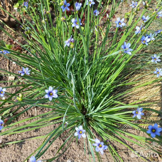 Сисюринхий