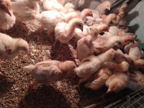 Ломан Браун цыплята