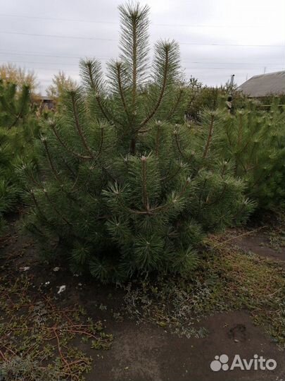 Сосна с комом земли