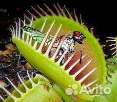 Венерина мухоловка дионея