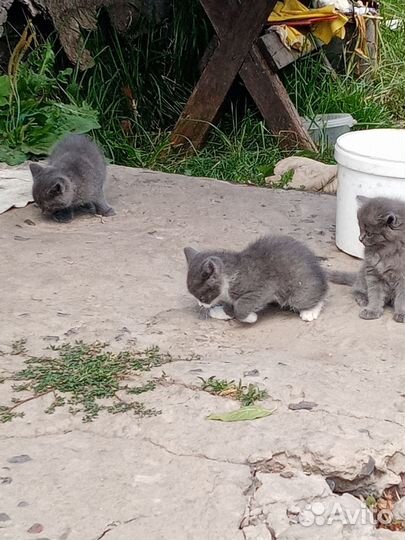 Отдам котят в добрые, руки. 2 девочки, 1 мальчик