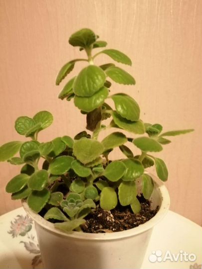 Плектрантус войлочный