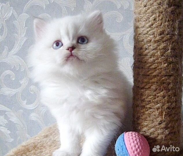 Мальчик страйт