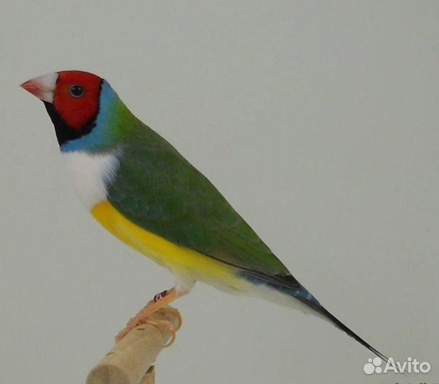 Амадины гульда