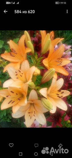 Лилии луковицы