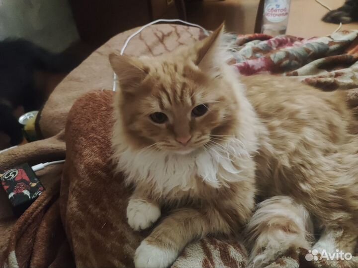Кошка и кот