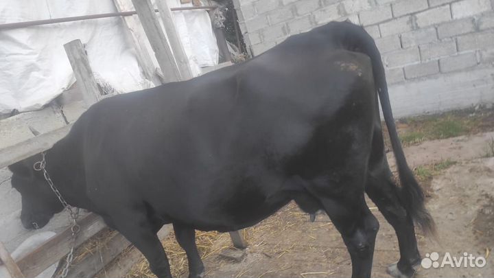 Коровы дойные молочные