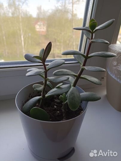 Денежное дерево. Крассула толстянка