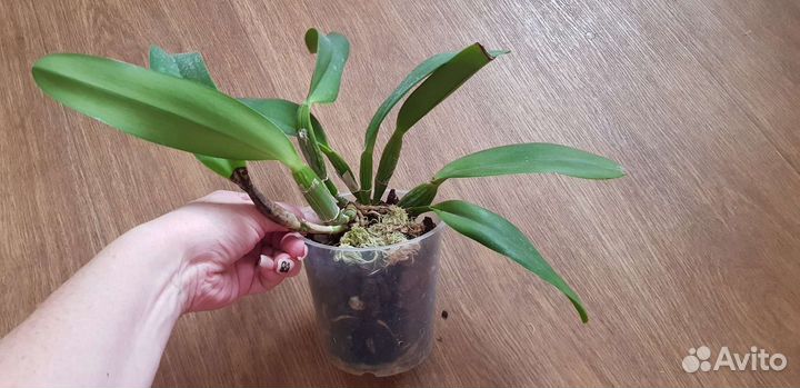 Орхидея blc. rungnapha fancy