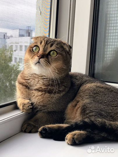 Вязка с котом