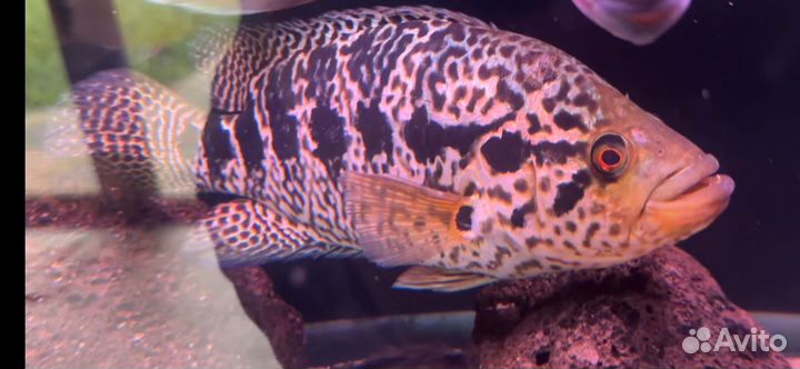 Манагуанская цихлазома