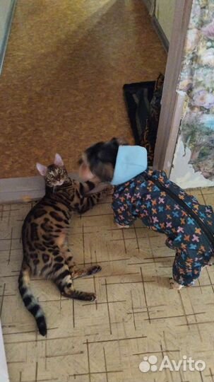 Вязка Йорк Бивер стандарт 10кг