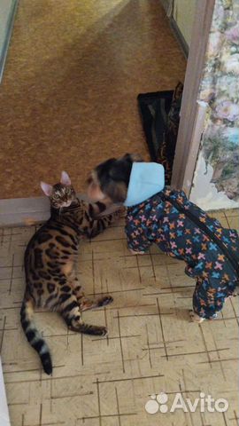 Вязка Йорк Бивер стандарт 10кг