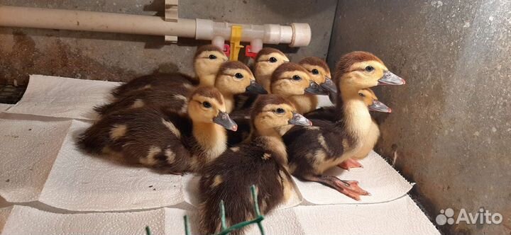 Мускусные утки индоутки индоутята