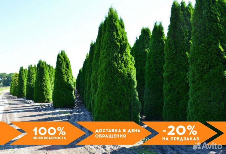 Туи Ростовка большая 8 м