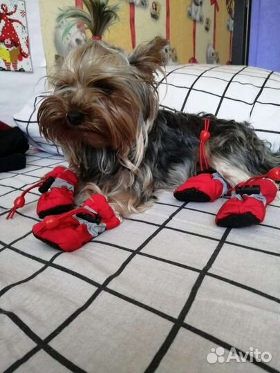 Обувь дня мелких собок