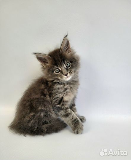 Котята мейн-кун