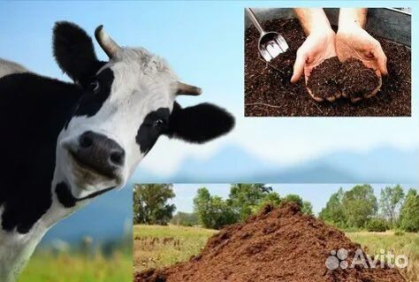 Перегной навоз