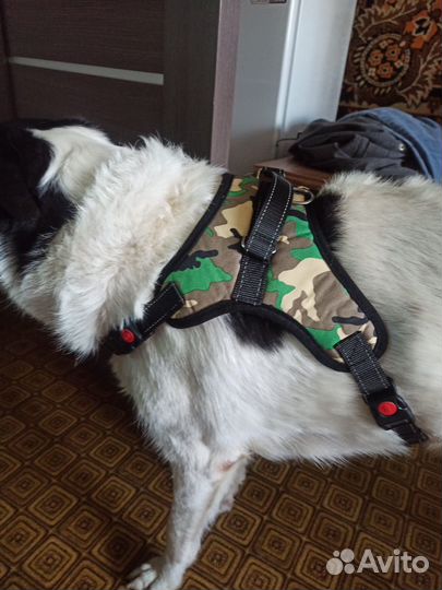 Шлейка для большой собаки