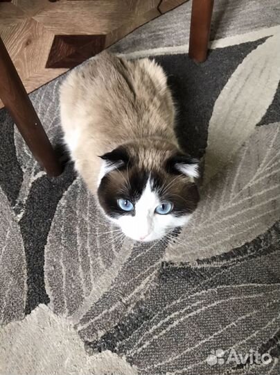 Котик ищет семью