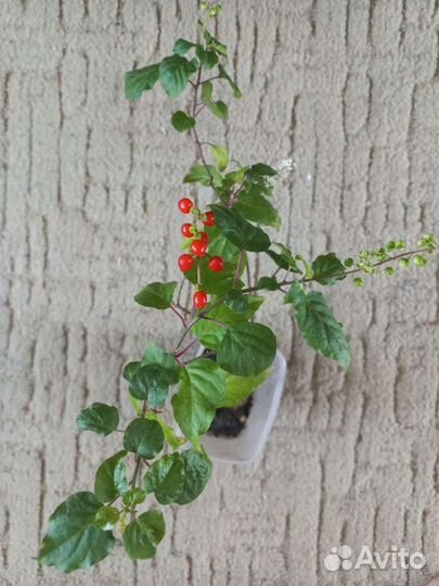 Тетростигма и другие комнатные цветы