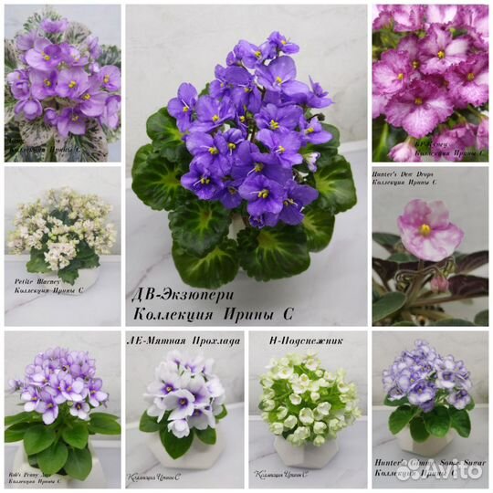 Фиалки мини лист на срез