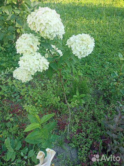 Гортензии Лайм Лайт и Меджикал Свит самер