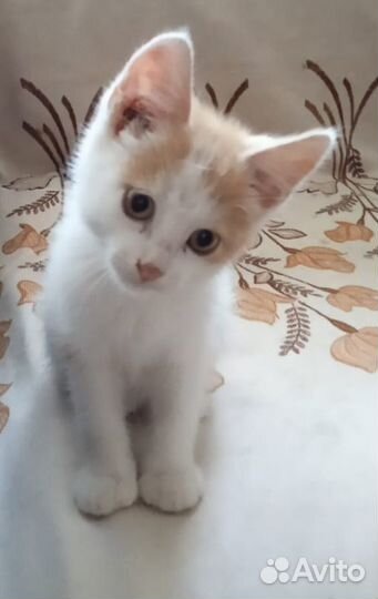 Котенок в добрые руки