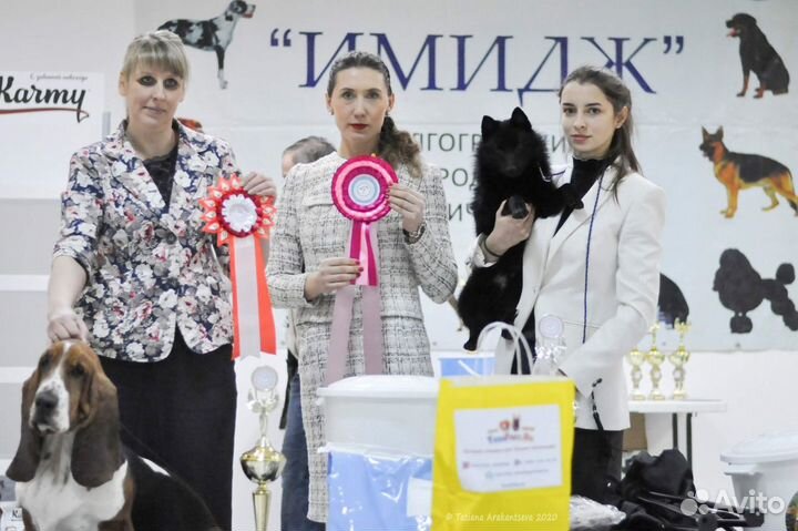 Хендлер. Выставки собак