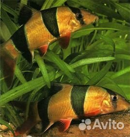 Рыбки боция клоун 7см