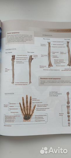 Анатомия человека. Большой популярный атлас