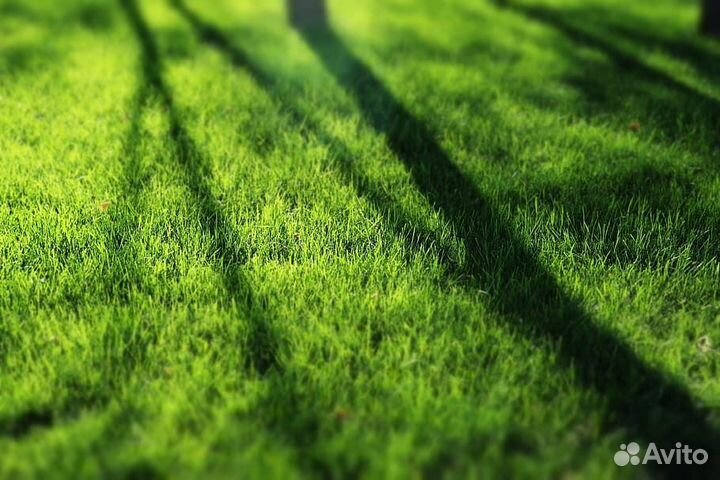 Продажа Рулонного Газона и Укладка