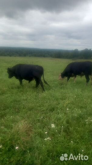 Продам бычков и тёлок