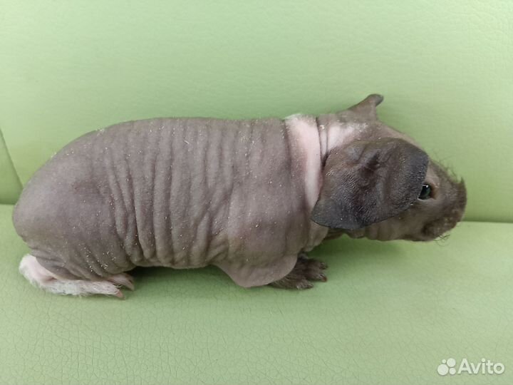 Морские свинки скинни мальчик малыш с доставкой