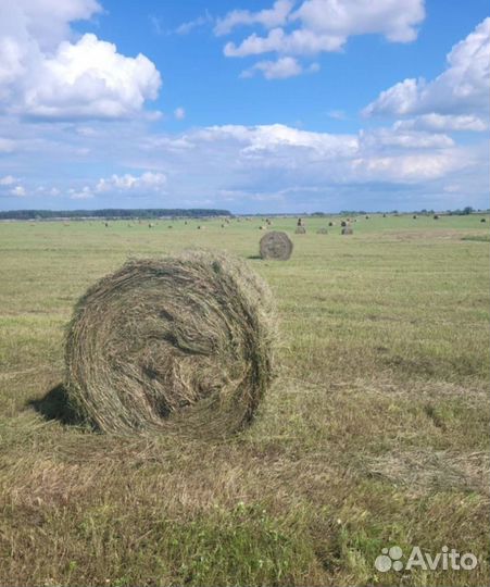Сено в рулонах