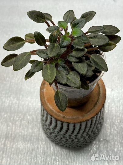 Мини фиалки