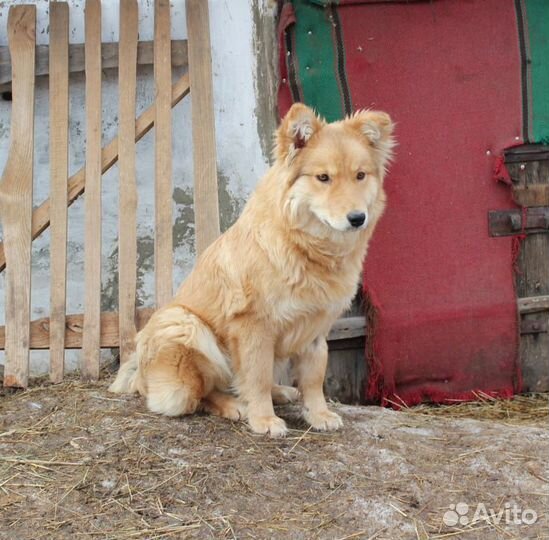 Мальчик коротколапик ищет дом