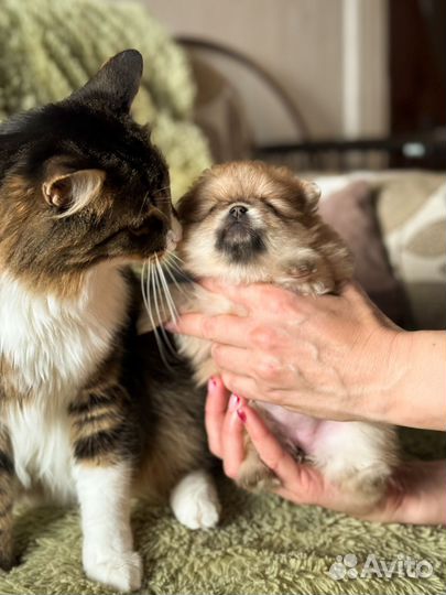 Щенки шпица