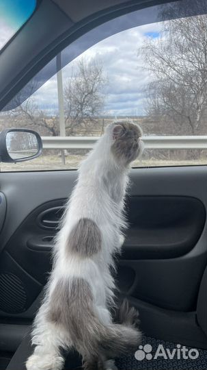 Кот на вязку перс экзот