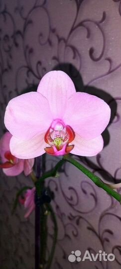 Орхидея фаленопсис