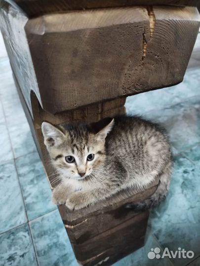 Котята крысоловы